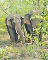 Elephant that killed two farmers back on TG-Maha border23