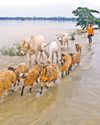 Floods ravage Assam35