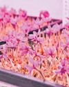 TG varsity to grow saffron without soil0
