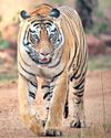 Actress Sadaa takes to wildlife photography with passion5