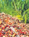 Price drop after duty cuts hits oil palm ryots34