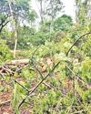 What an irony! Trees felled for planting saplings at PJTAU5