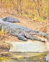 Foresters clueless on crocodile count33