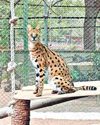 City zoo welcomes exotic Serval cats, launches fossil park14