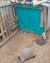 Fines issued for illegal keeping of tortoises14