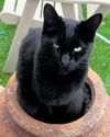 Cat euthanised after being shot 'with air rifle' Cat euthanised after being shot 'with air rifle'3