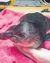 Juvenile penguin rescued from The Point14