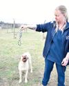 Blue the boerbull puppy needs a new home16