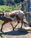 Nog BKS-gevalle in Mosselbaai-gebied3