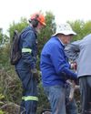 Kapgroep maak houvas op rooikrans los Kapgroep maak houvas op rooikrans los9