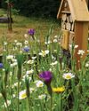 In your garden THIS MONTH