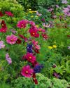 In your garden THIS MONTH Your Home
