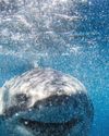 How to survive a shark attack Men's Journal