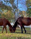 A heart for horses