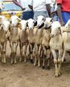 கோதாவரி நதியில் குளிக்க சென்ற 8 பேர் பரிதாப சாவு!5