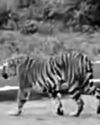 நீலகிரி அருகே புலி நடமாட்டம்! வீடியோவைரல்!!12