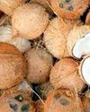 தமிழகத்தில் தேங்காய் விலை கிடுகிடு உயர்வு!34