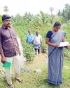 மேட்டூரில் மழையால் பயிர்கள் சேதம்! மேட்டூரில் மழையால் பயிர்கள் சேதம்!
