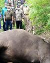உடுமலை வனப்பகுதியில் பெண் யானை உயிரிழப்பு!8