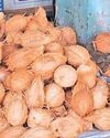 தமிழகத்தில் தேங்காய் விலை கிடுகிடு உயர்வு!28