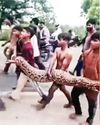 15 அடி நீள மலைப்பாம்பை 2 கி.மீ. தூக்கிச் சென்ற சிறுவர்கள்!20
