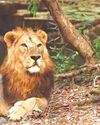 சென்னை வண்டலூர் உயிரியல் பூங்காவில் மாயமான சிங்கத்தின் இருப்பிடம் கண்டுபிடிப்பு! சென்னை வண்டலூர் உயிரியல் பூங்காவில் மாயமான சிங்கத்தின் இருப்பிடம் கண்டுபிடிப்பு!23