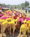 மாதவரம், ரெட்டேரி சந்தையில் ஆடு வியாபாரம் மந்தம்! மாதவரம், ரெட்டேரி சந்தையில் ஆடு வியாபாரம் மந்தம்!19