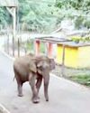 சின்னமனூர் மேகமலை சாலையில் பகலில் உலா வந்த ஒற்றை யானை!17