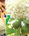 நல்லூர் வரகு, நத்தம் புளி உள்ளிட்ட 5 வேளாண் விளை பொருட்களுக்கு புவிசார் குறியீடு வழங்க கோரிக்கை! தமிழக அரசு முனைப்பு!!4