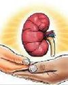 தமிழகத்தில் இந்த ஆண்டு 129 பேர் உடல் உறுப்புகள் தானம்!26