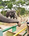 முதுமலையில் யானைக்கு கரும்பு வழங்கி மகிழ்ந்த முதலமைச்சர் மு.க.ஸ்டாலின் முதுமலையில் யானைக்கு கரும்பு வழங்கி மகிழ்ந்த முதலமைச்சர் மு.க.ஸ்டாலின்