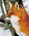 Farm crises: Dip in fox count flummoxes U'khand Farm crises: Dip in fox count flummoxes U'khand25