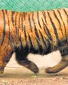 Anamalai tiger not wild enough yet