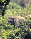 Tusker enters densely populated area near Dharmapuri; tranquilisation risky