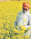 India likely to adopt 'model mustard farms' to cut down import of oilseed38