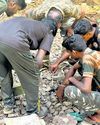 Leopard still elusive, scat samples sent for DNA test8