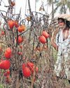 Tomato prices soar as arrival plummets in Palacode market7