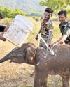 Efforts continue to reunite jumbo calf with herd4
