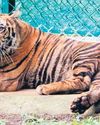 TN to soon decide when to release ‘rewilding' tiger, new panel formed