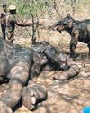 Female elephant succumbs to liver infection at STR4