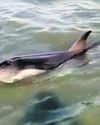 Fishermen, forest officials rescue injured dolphin16