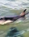 Fishermen, forest officials rescue injured dolphin