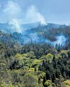 Fires on rise, Nilgiris green cover under threat7