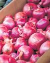 After four months, onion export to 6 countries allowed