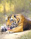 Centre notifies eco zone of Raj wildlife sanctuary