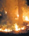 Forest fires partially put out, choppers withdrawn