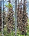 Coffee, pepper crops wilt as summer bears down on Vathalamalai16