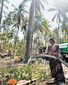 Lakhs of coconut trees set to perish in TN as record heat & drought take toll