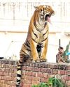 In Mowgli land, night bagh chaupals for villagers to keep off prowling tigers