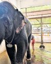 Tiruchendur temple elephant, which killed 2 men, returns to normal state of behaviour